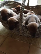 Rhodesky Ridgeback